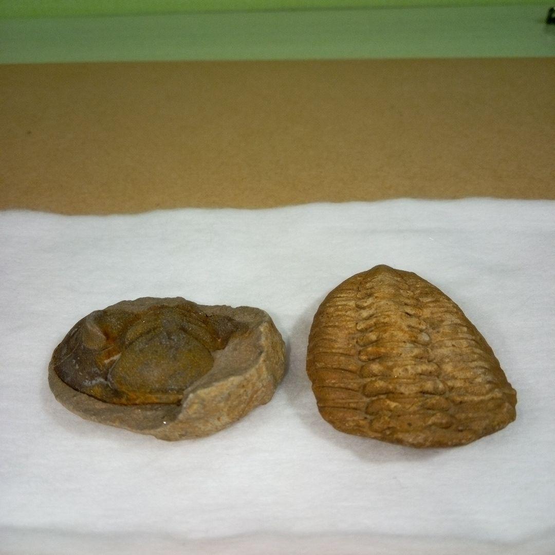 三葉虫　化石　fossil　ボリビア産　レア　Fossil判別③