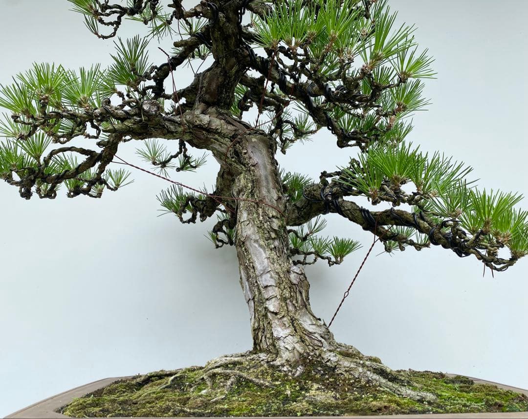 白木盆栽園　大品　黒松　樹高81センチ　盆栽黒松赤松五葉松真柏雑木趣味プ観葉植物