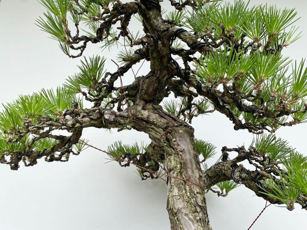 白木盆栽園　大品　黒松　樹高81センチ　盆栽黒松赤松五葉松真柏雑木趣味プ観葉植物