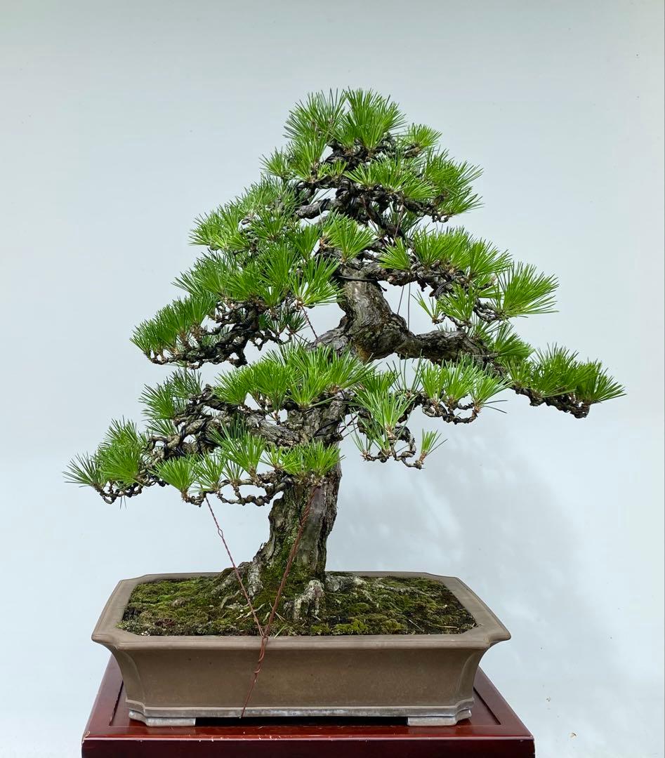 白木盆栽園　大品　黒松　樹高81センチ　盆栽黒松赤松五葉松真柏雑木趣味プ観葉植物
