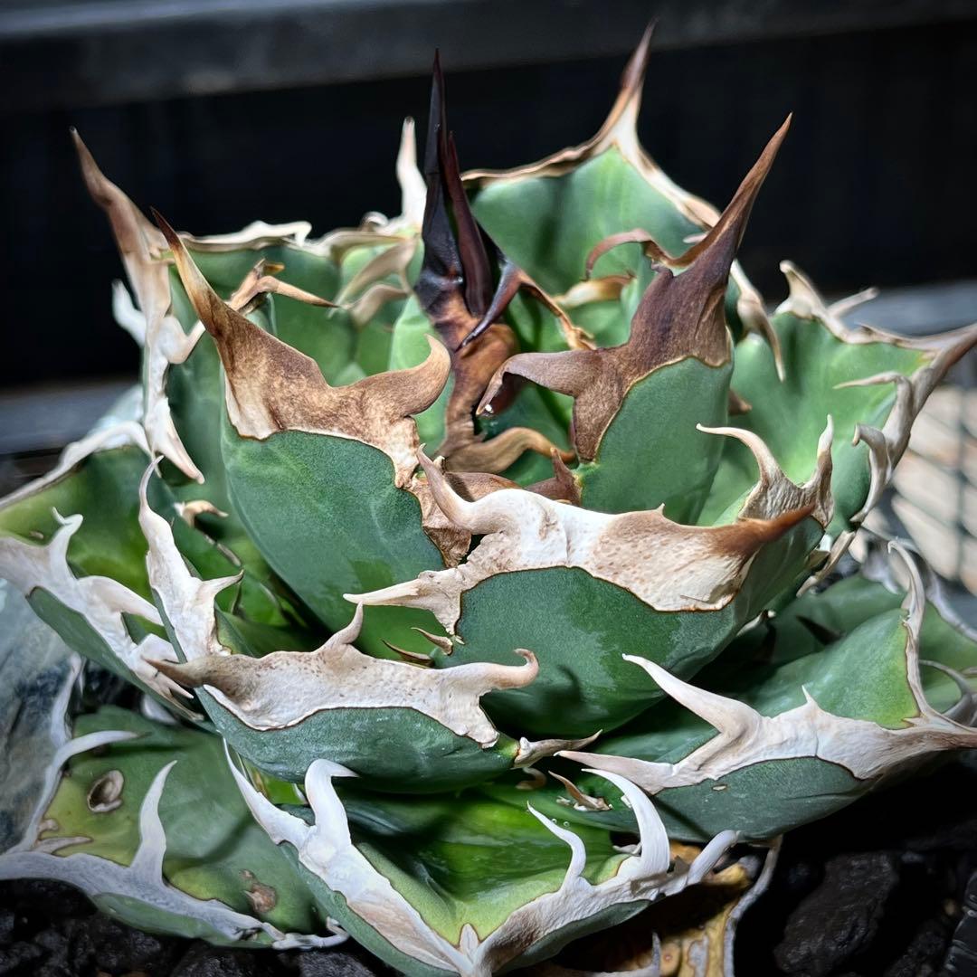 アガベ オテロイ　オアハカ　現地球　子株　チタノタ