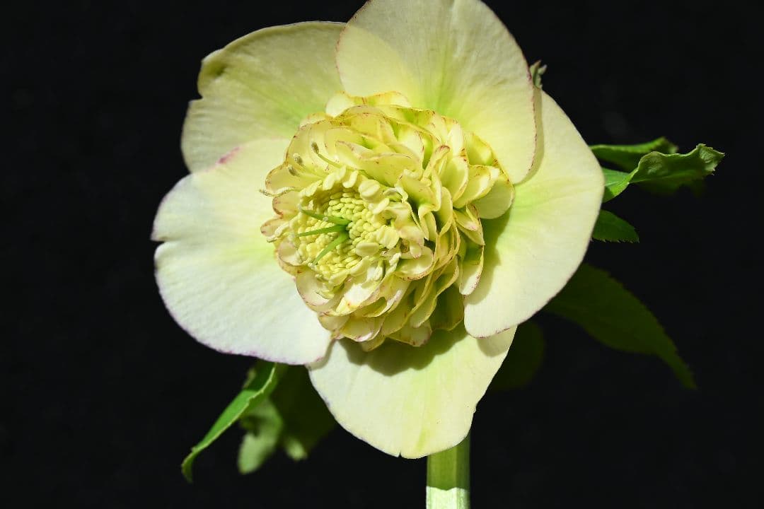 クリスマスローズ　認定モーリー　メビウス交配　加藤農園