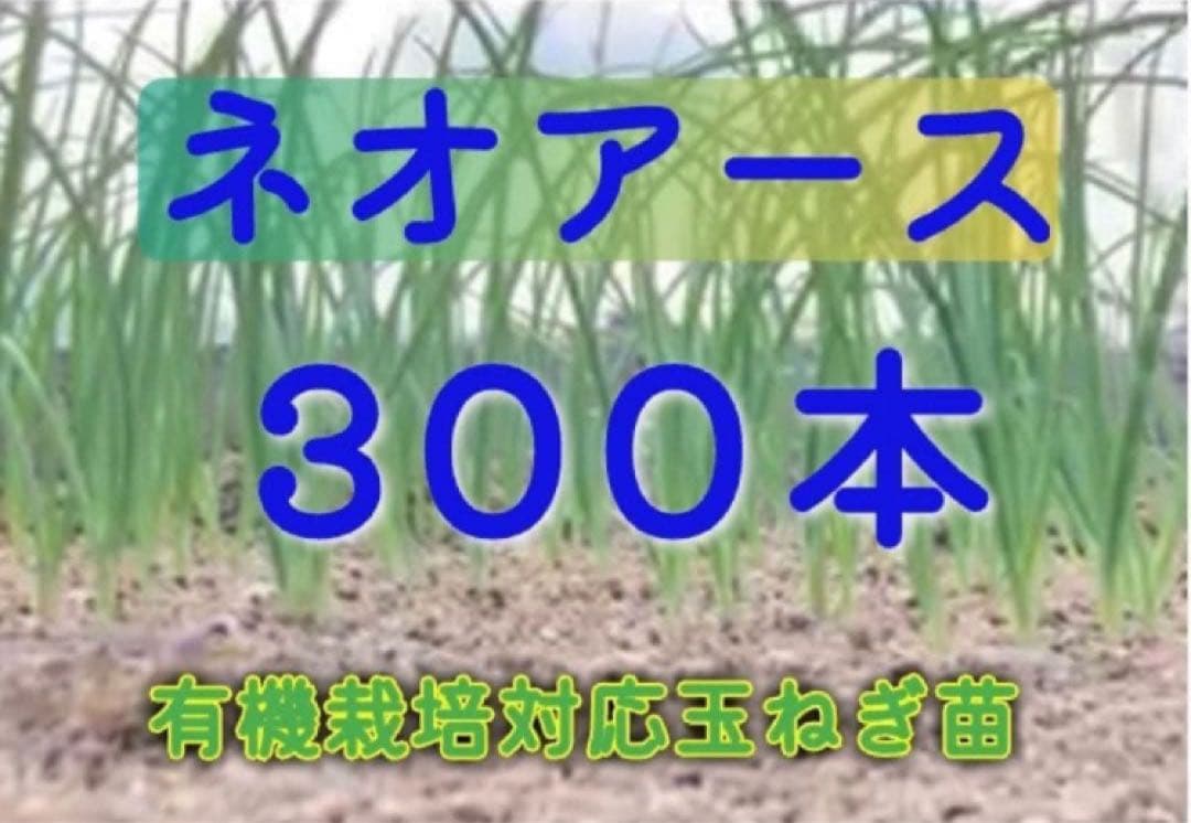 ていちゃん　玉ねぎ苗