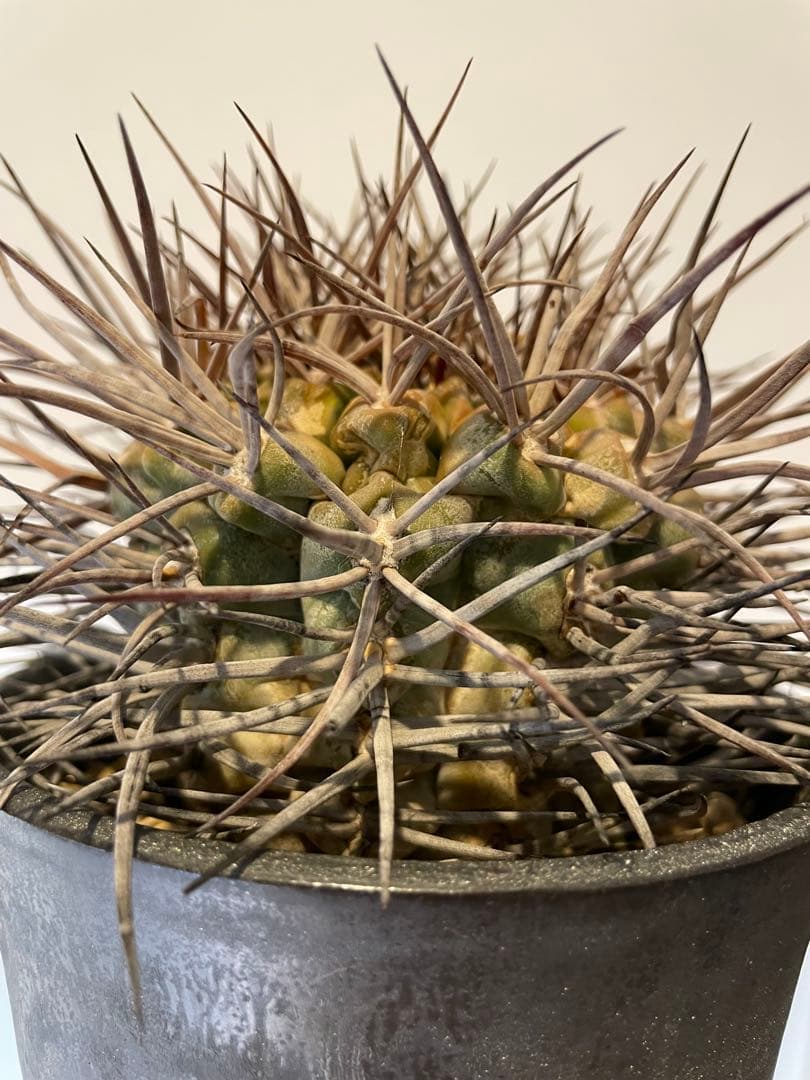 大株　魔天竜　spicygem鉢付き