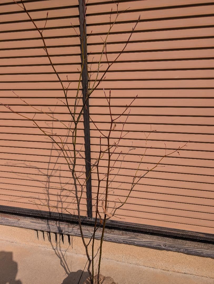 クロモジ　株立　①