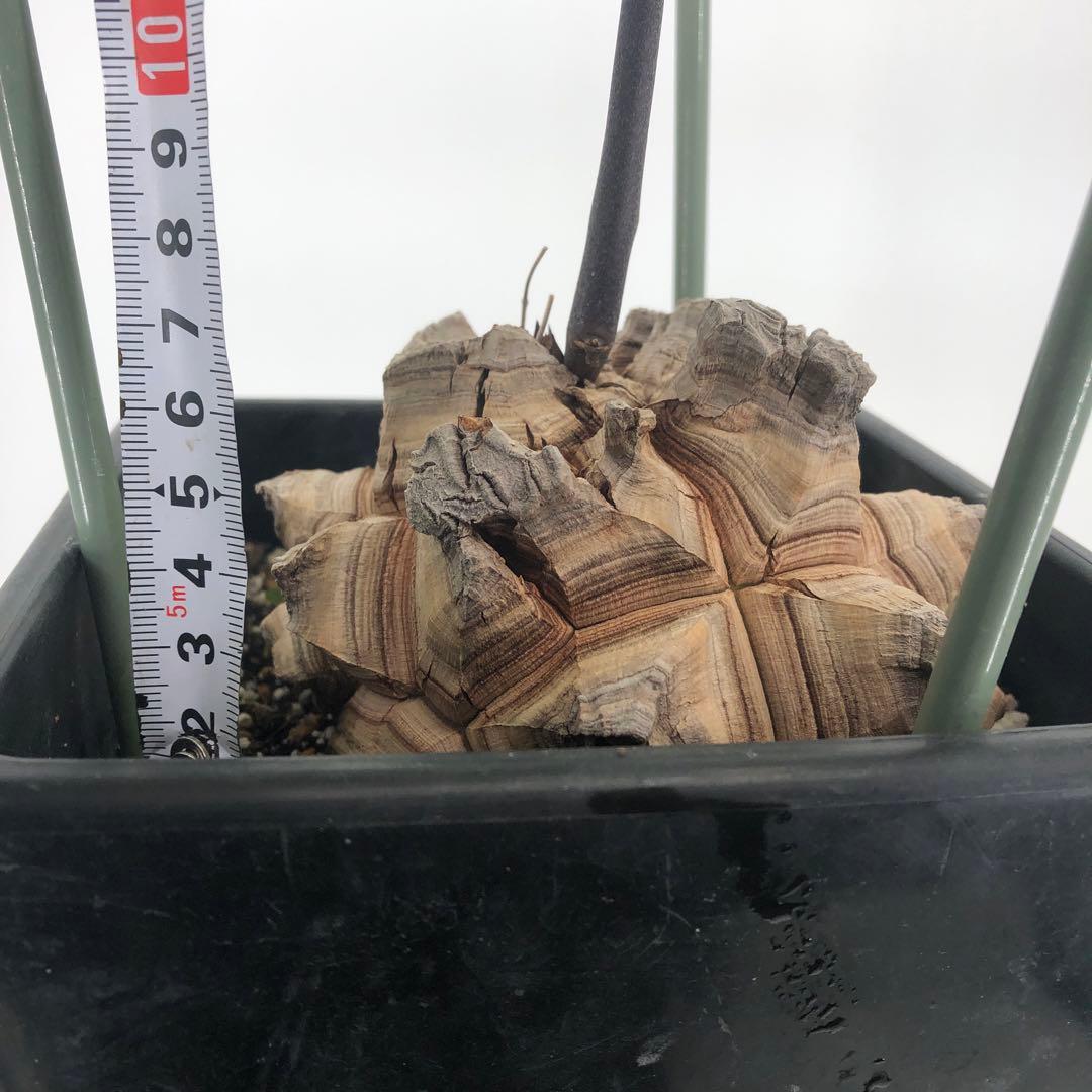 アフリカ亀甲竜　5号角鉢