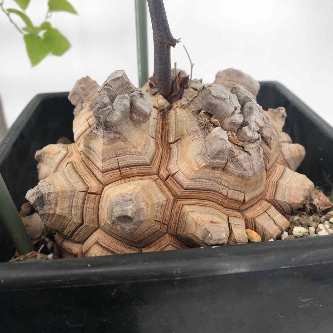 アフリカ亀甲竜　5号角鉢