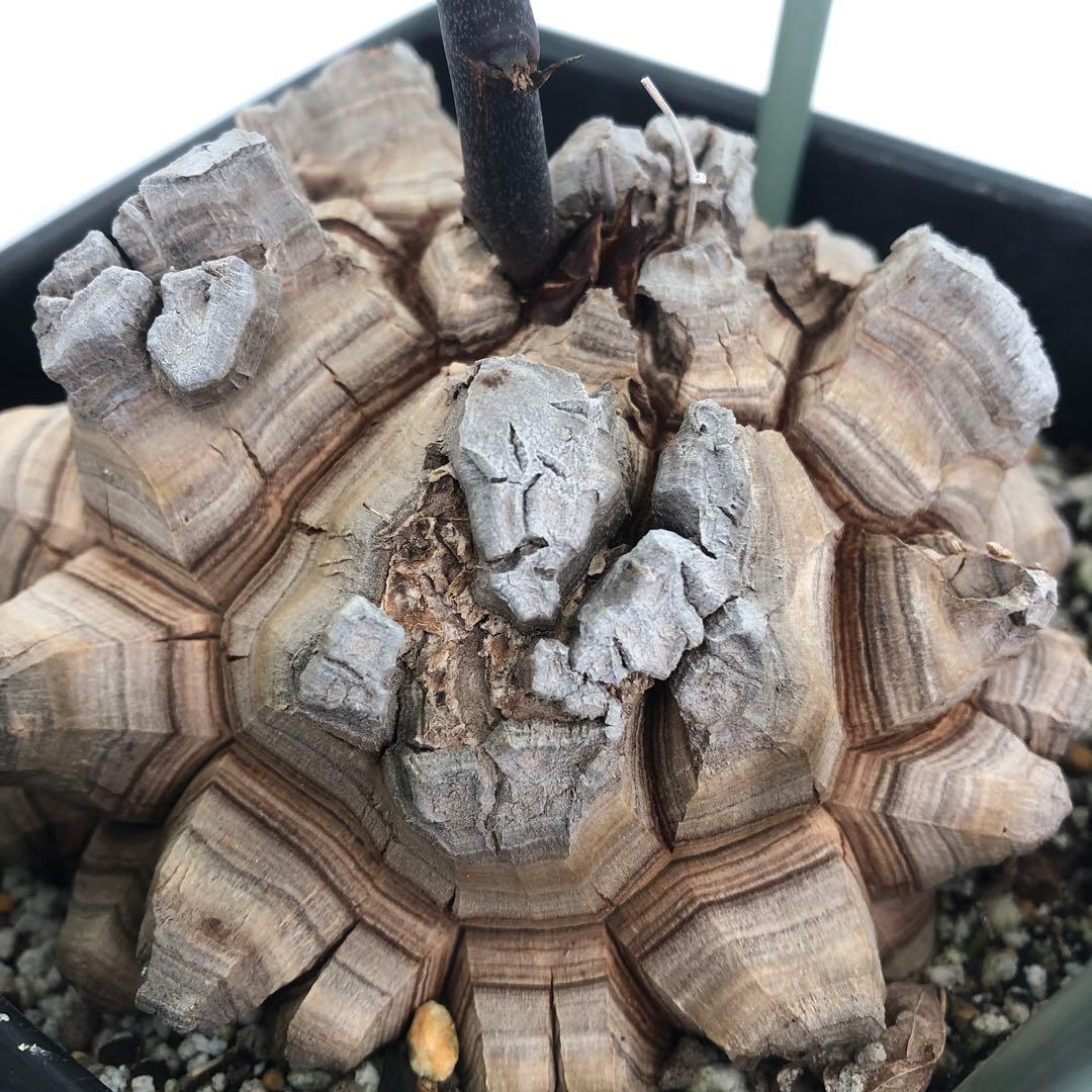 アフリカ亀甲竜　5号角鉢