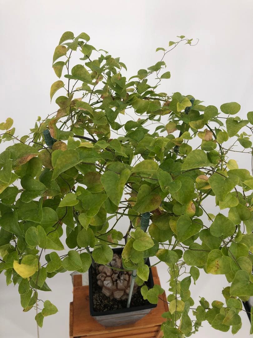 アフリカ亀甲竜　5号角鉢