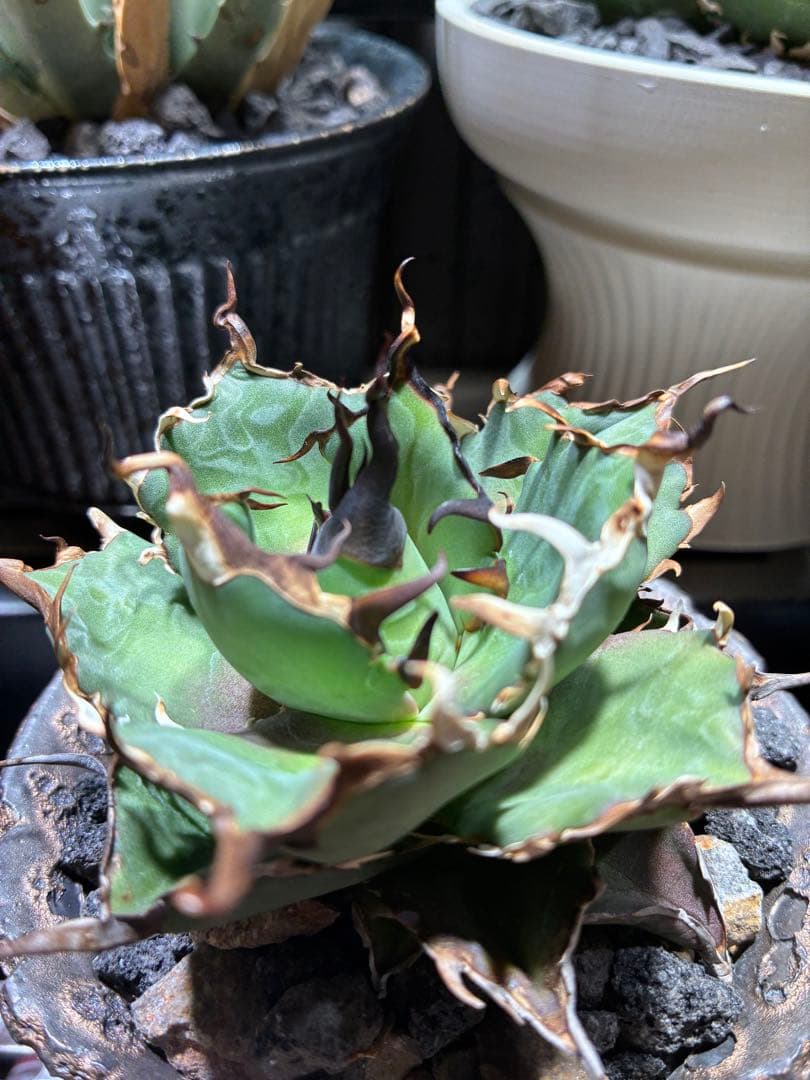 アガベ チタノタ　極上ハデス　うねうね　陽炎　コレクション株　写真現物鉢付き