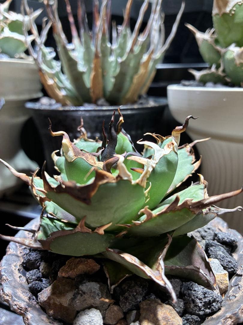 アガベ チタノタ　極上ハデス　うねうね　陽炎　コレクション株　写真現物鉢付き