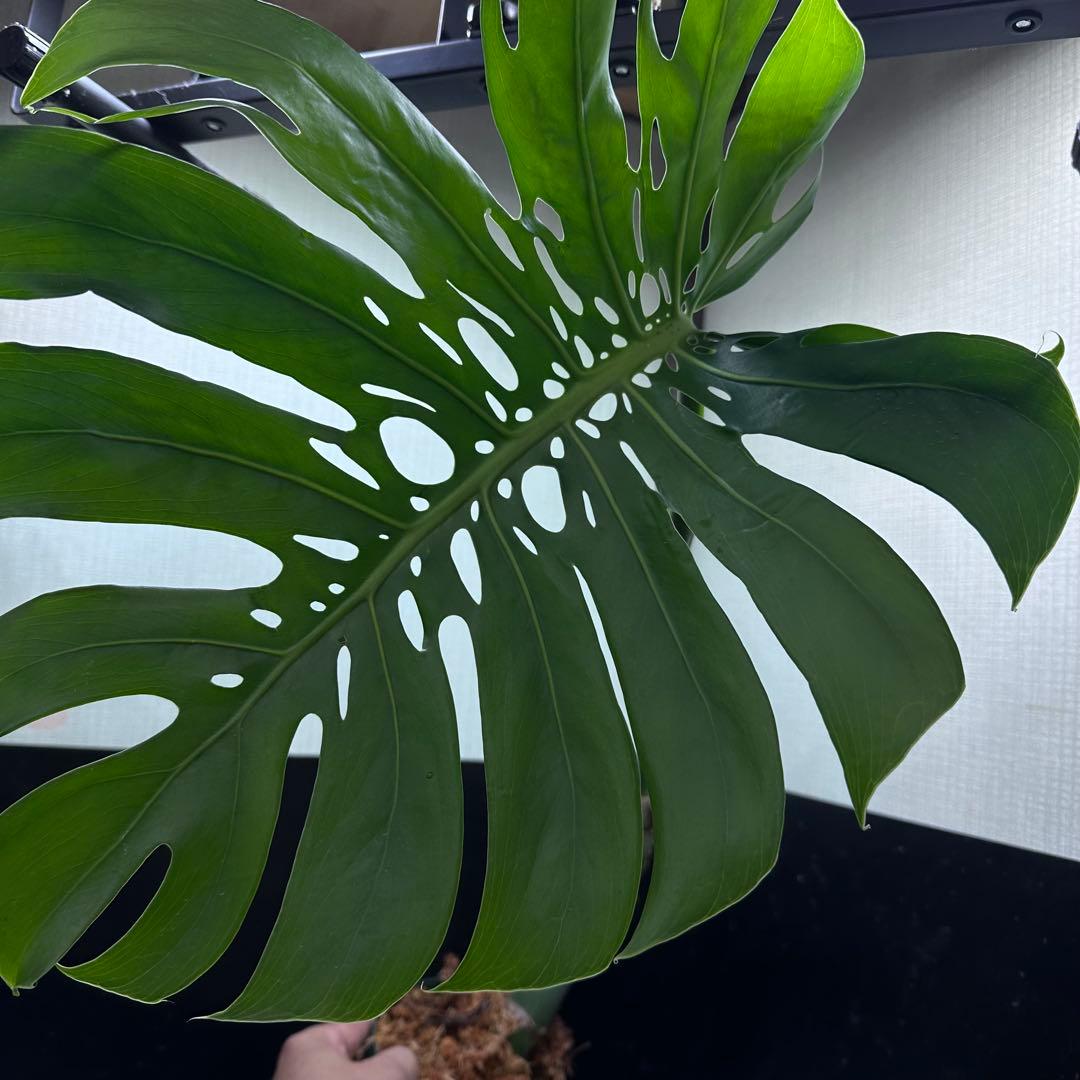 F*S様 モンステラデリシオーサマクロコズム超希少系統鉢植え66㎝