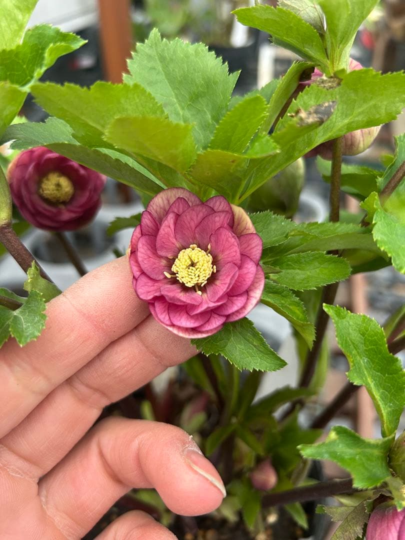 加藤農園 リトルコレクション Little Collection 同梱可能