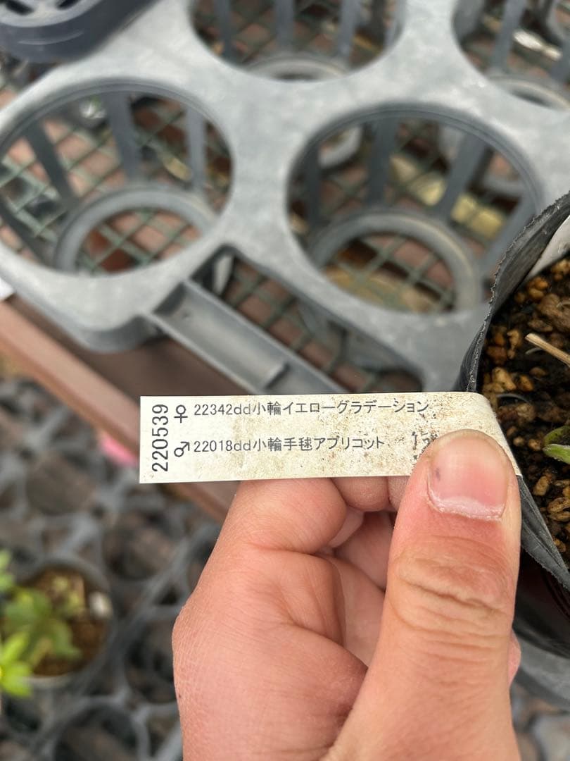 加藤農園 リトルコレクション Little Collection 同梱可能