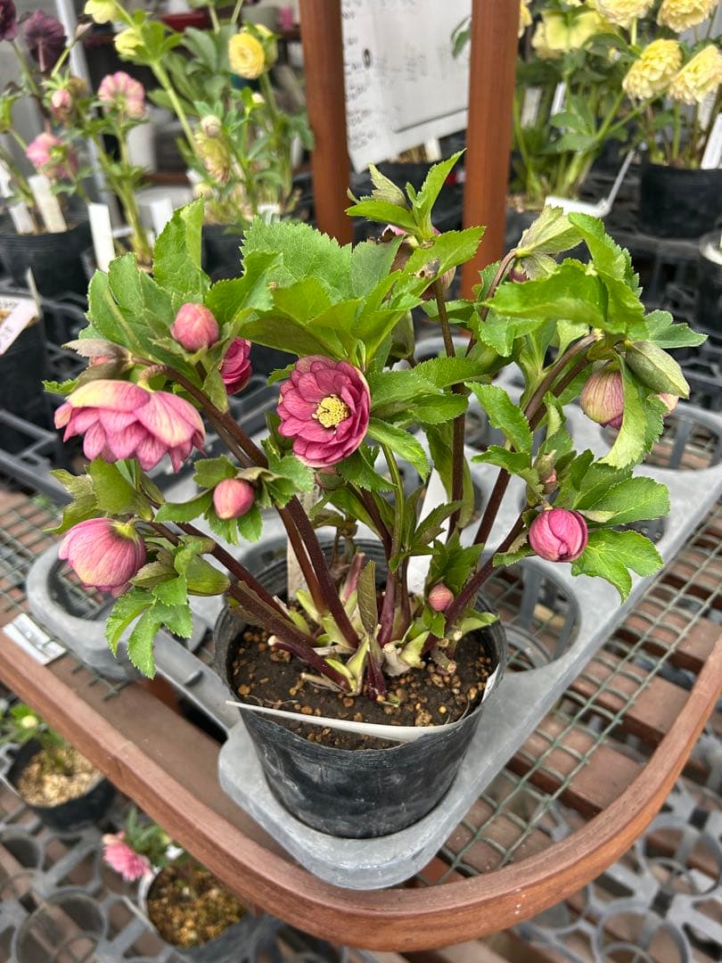 加藤農園 リトルコレクション Little Collection 同梱可能