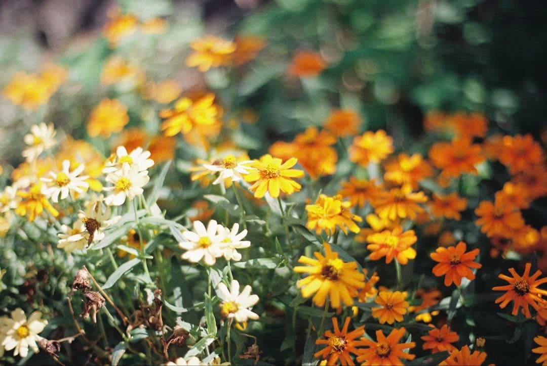 CONTAX Aria（動作確認済）