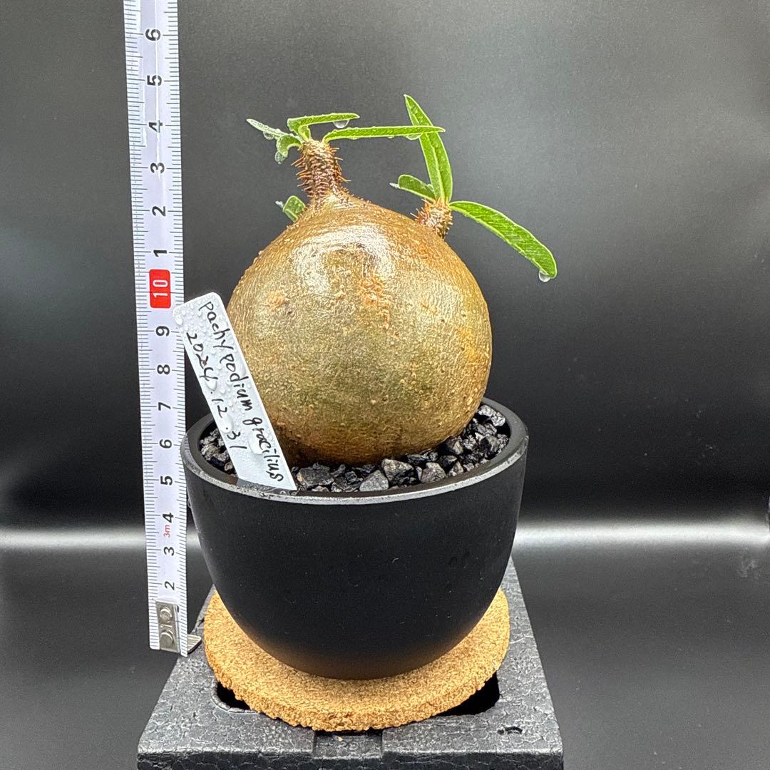 508　まん丸良型　パキポディウム　グラキリス　手乗りサイズ　発根済み