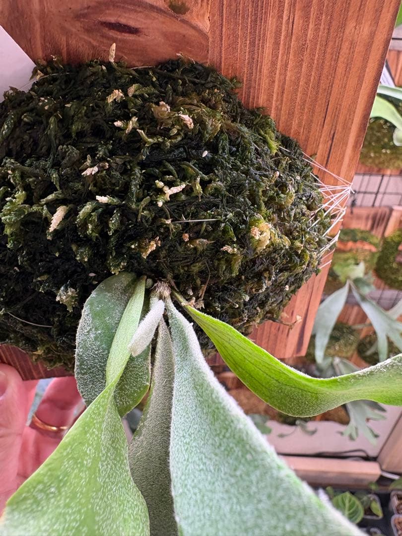 ビカクシダ P.Anne Spore