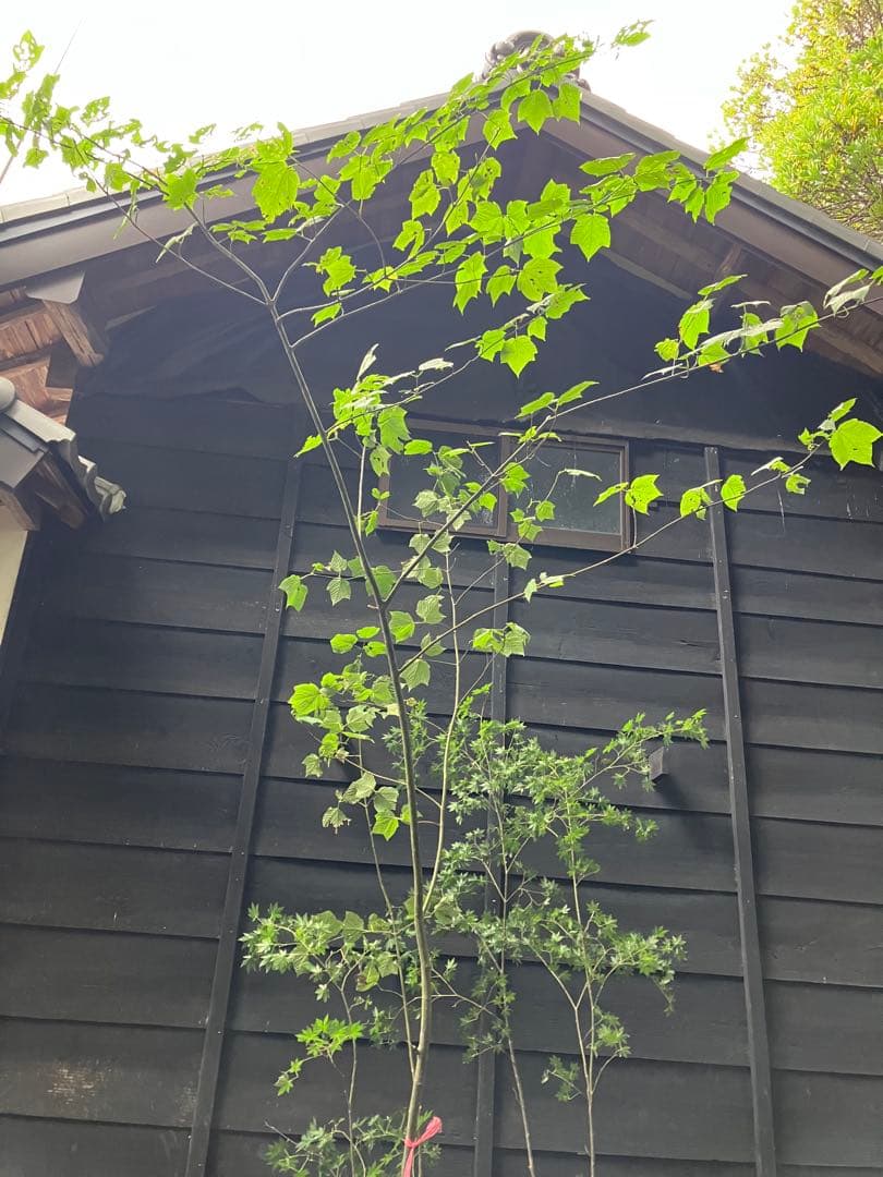 山採り　ウリハダカエデ ヤマモミジ　混合株