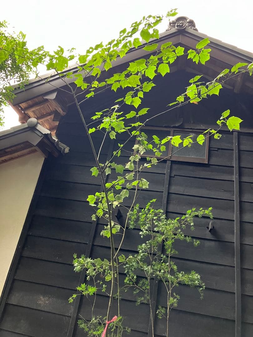 山採り　ウリハダカエデ ヤマモミジ　混合株