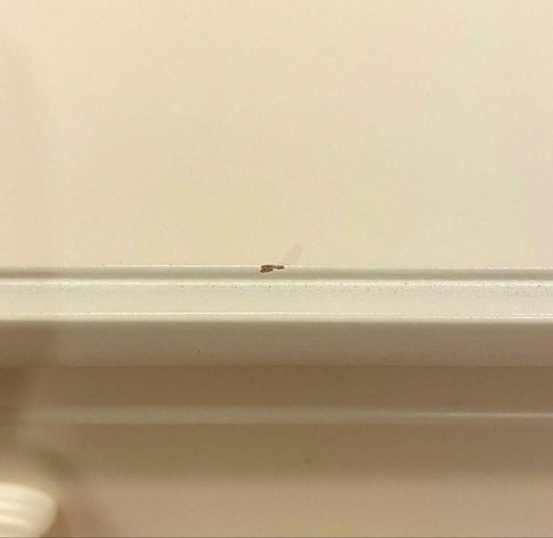 Francfranc ホワイトデスク　ドレッサー　ミーオ