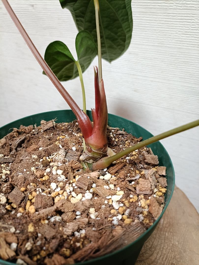 その他観葉植物 Anthurium Happy Bunny 'Inverse crossing'