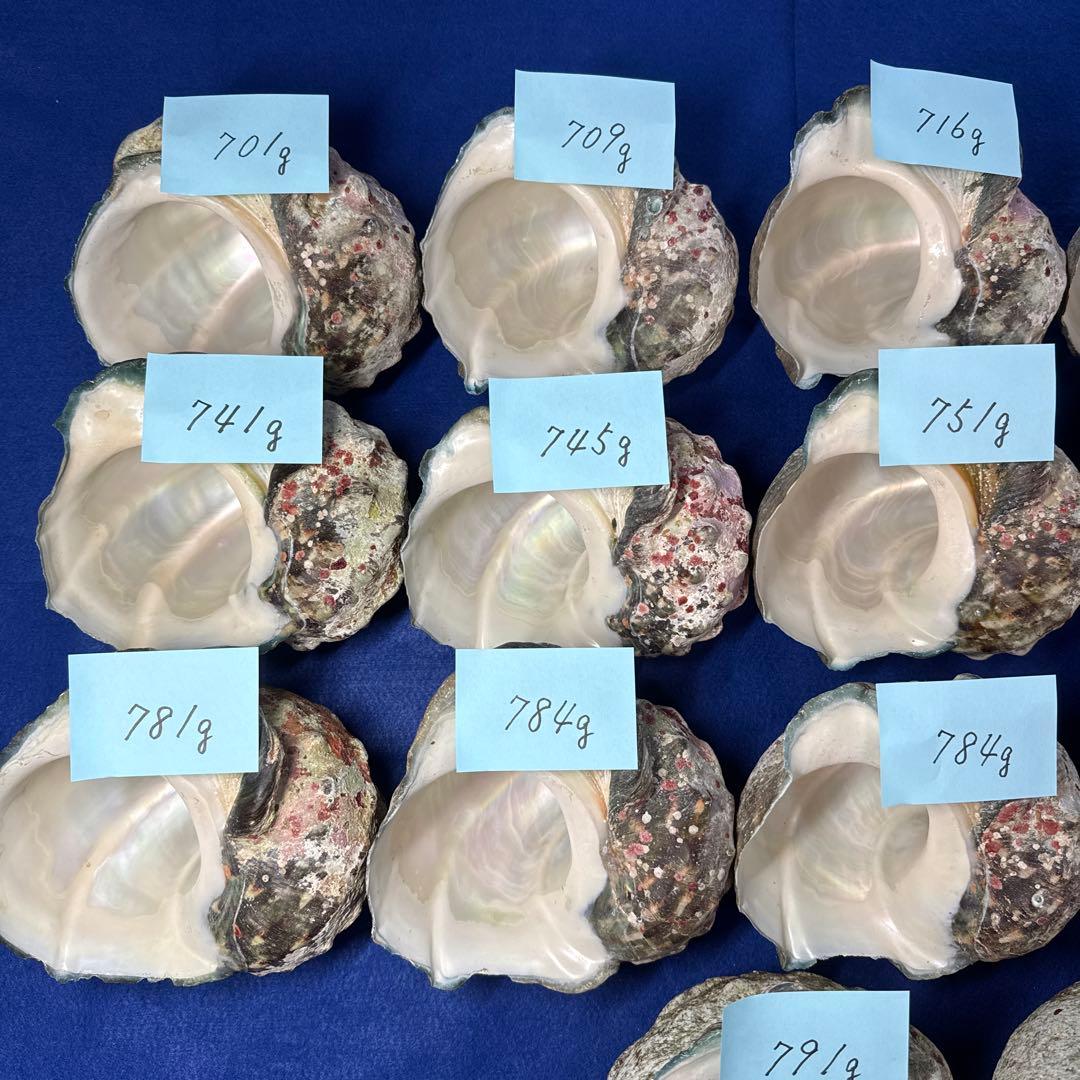 夜光貝　ヤコウ貝　まとめ売り　17個　12、8kg アクセサリー　ルアー