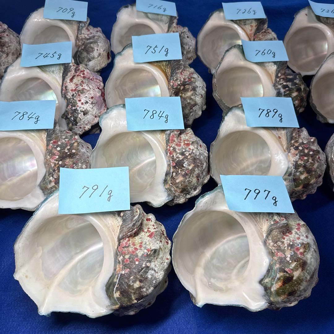 夜光貝　ヤコウ貝　まとめ売り　17個　12、8kg アクセサリー　ルアー