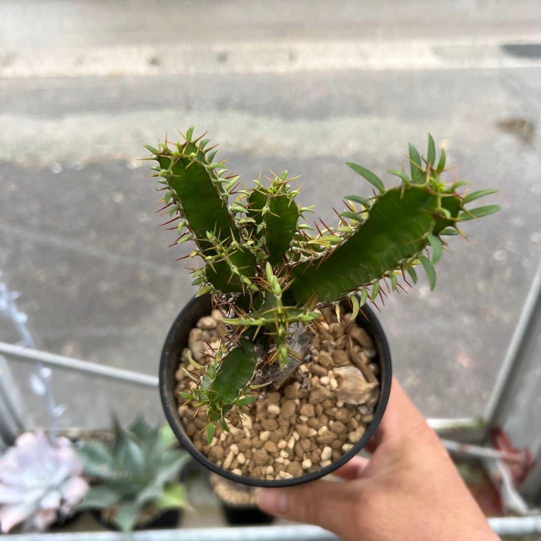 ユーフォルビア　ムランジーナ