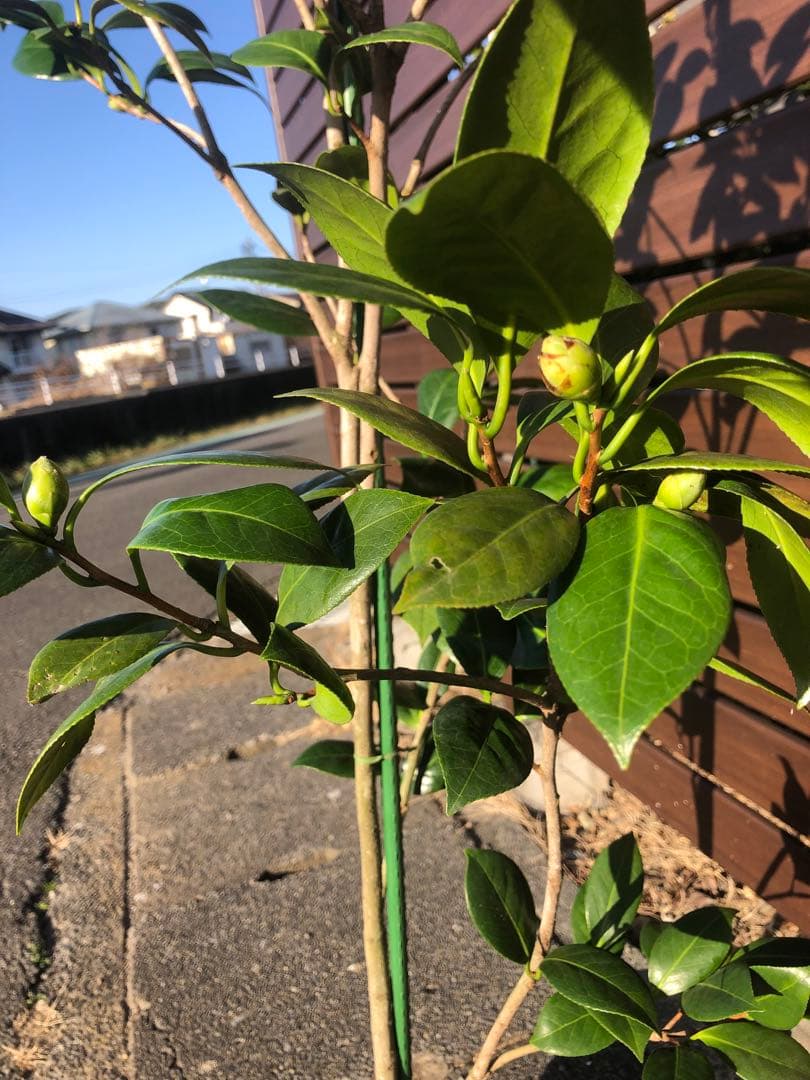 ダローネガ　椿　鉢底約125cm