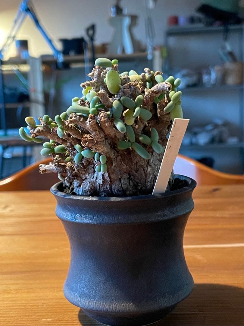 抜き苗発送【現地球／発根済】小さな巨人/粒葉ケラリア ピグマエア