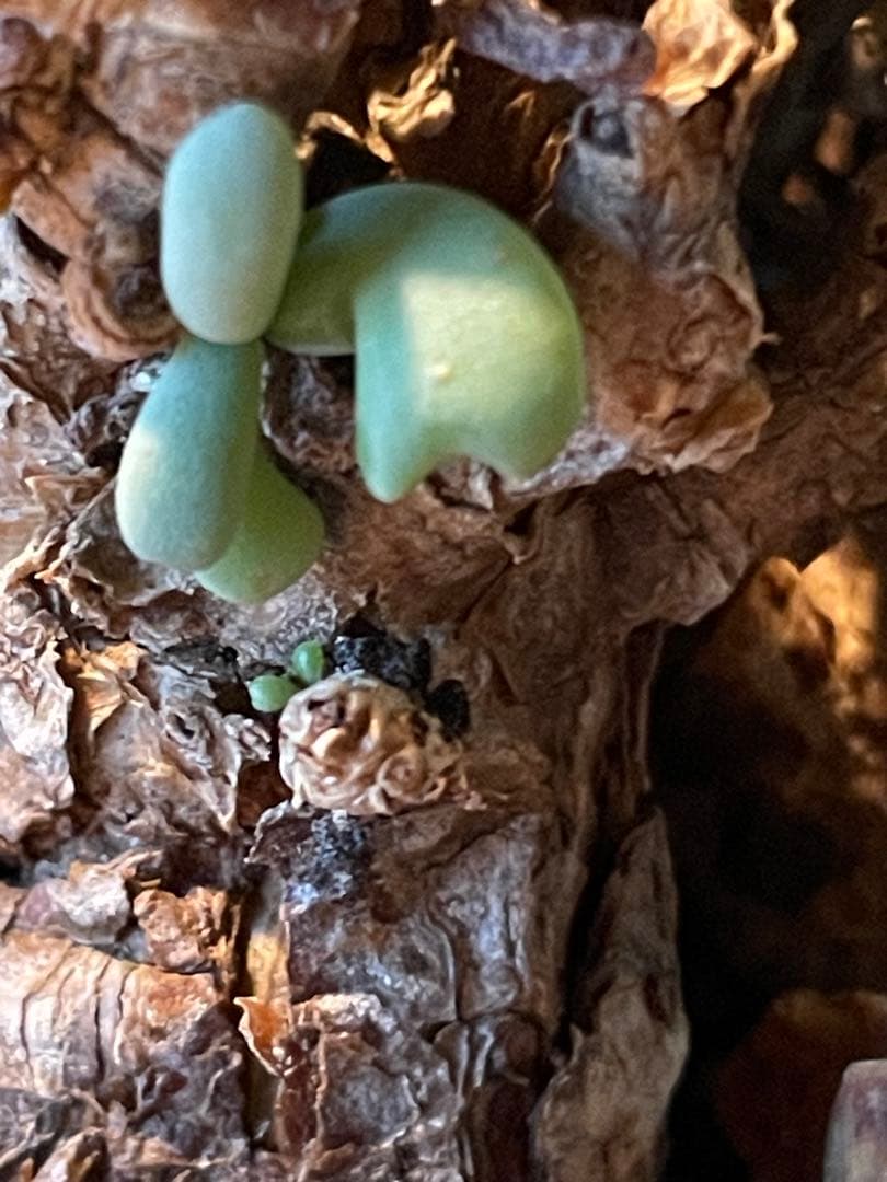 抜き苗発送【現地球／発根済】小さな巨人/粒葉ケラリア ピグマエア