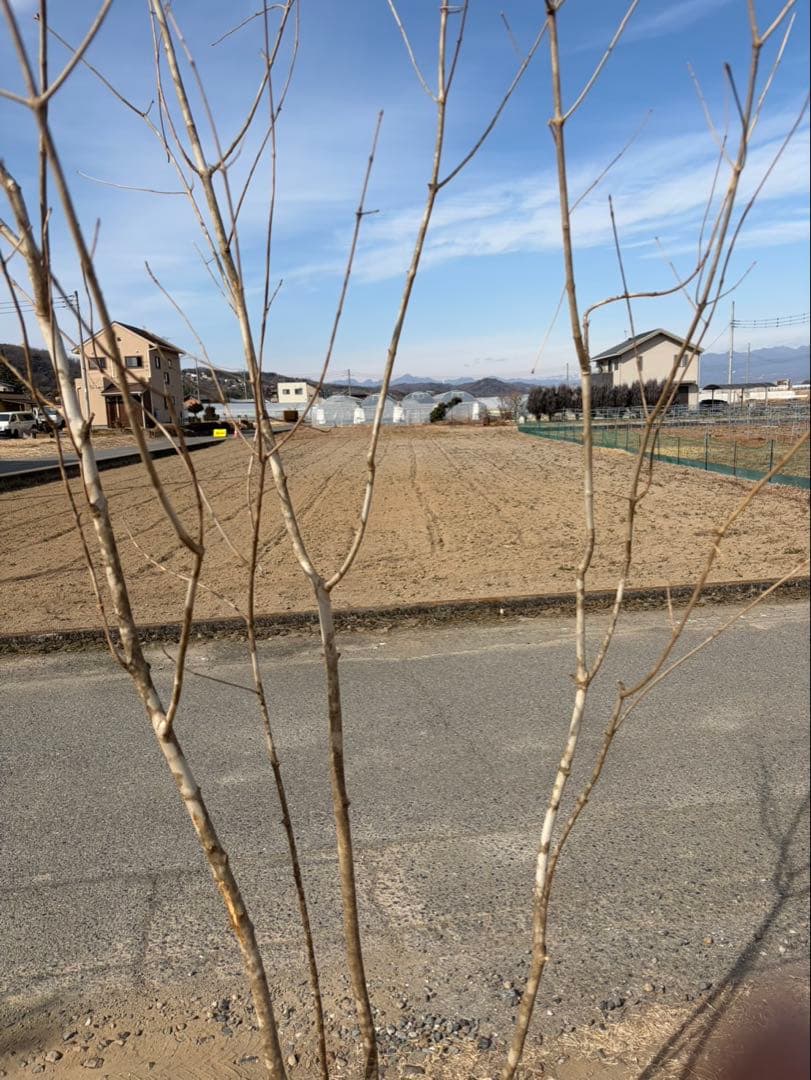 山採り アオダモ 株立ち 3本立ち 自然樹形