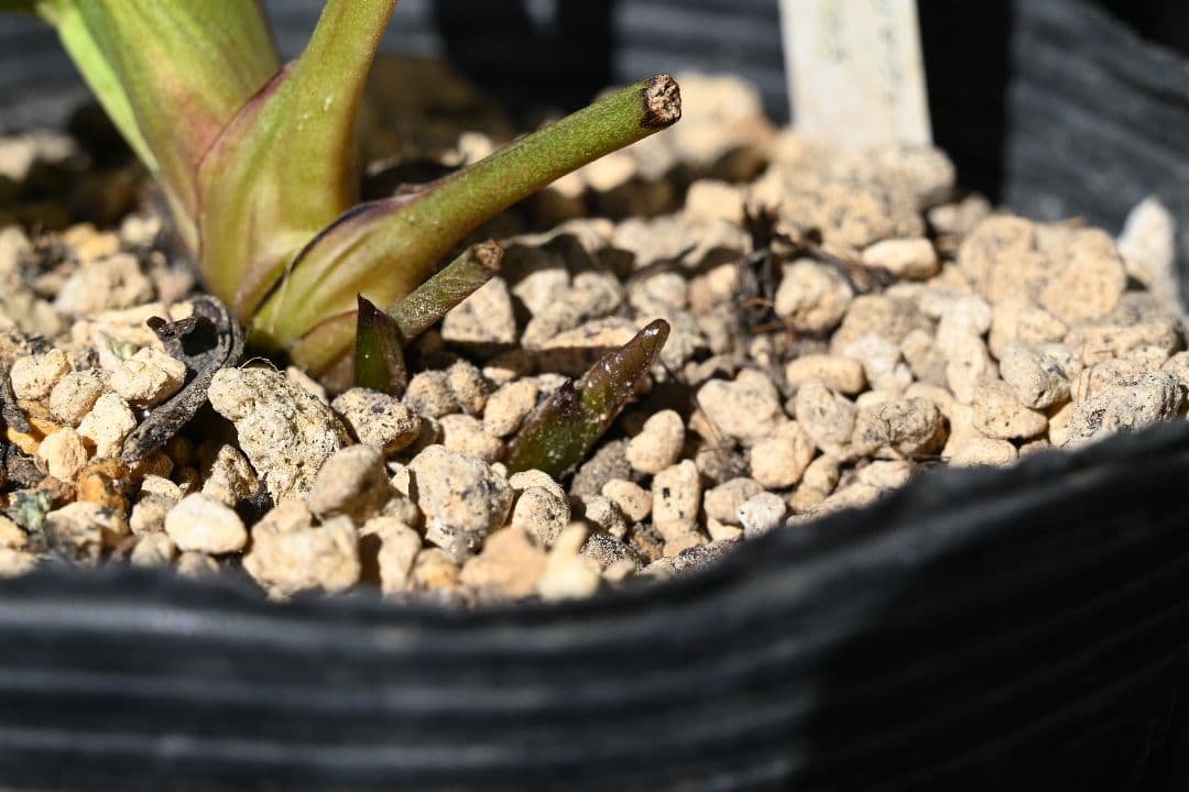 クリスマスローズ　必見！！超アフロディーテ　メビウス交配加藤農園