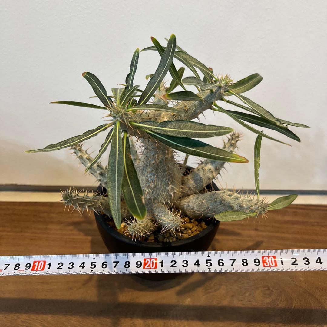 【美株】パキポディウムグラキリス 多頭 国内実生 塊根植物 多肉 サボテン