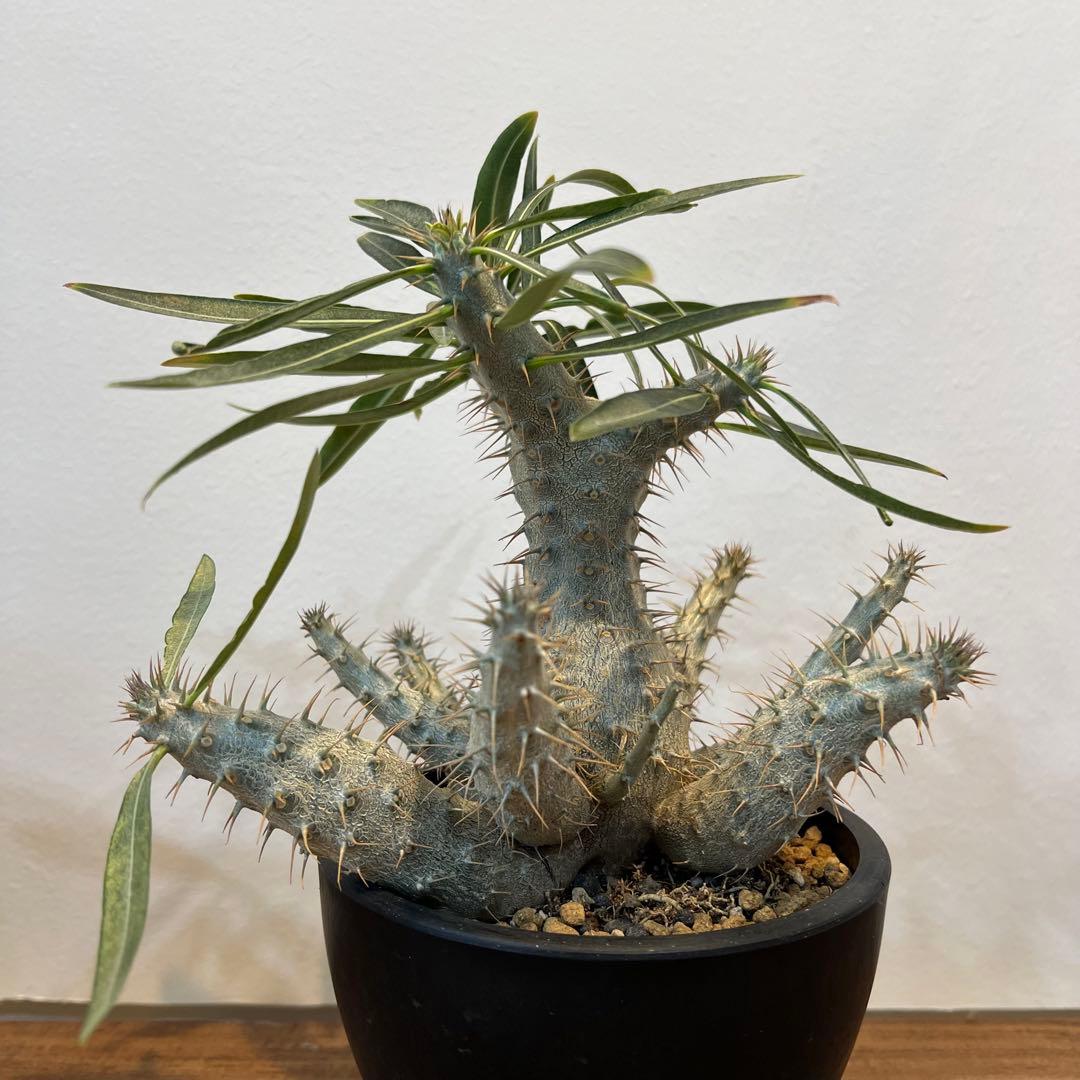 【美株】パキポディウムグラキリス 多頭 国内実生 塊根植物 多肉 サボテン