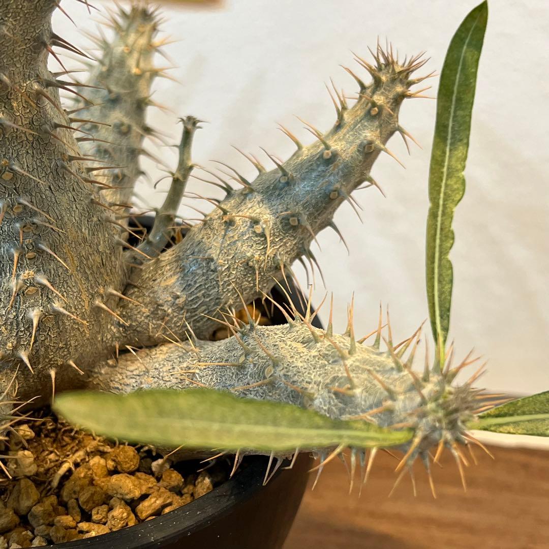 【美株】パキポディウムグラキリス 多頭 国内実生 塊根植物 多肉 サボテン