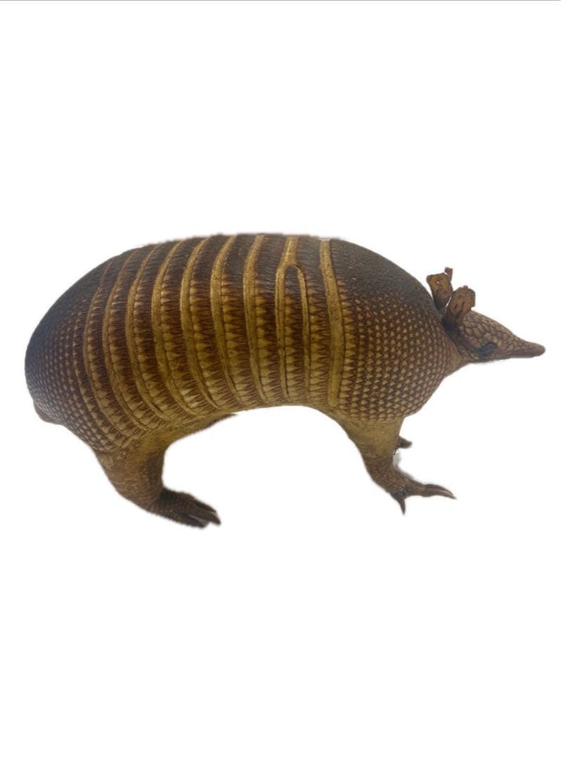 希少！　アルマジロ　剥製　　希少動物　珍品