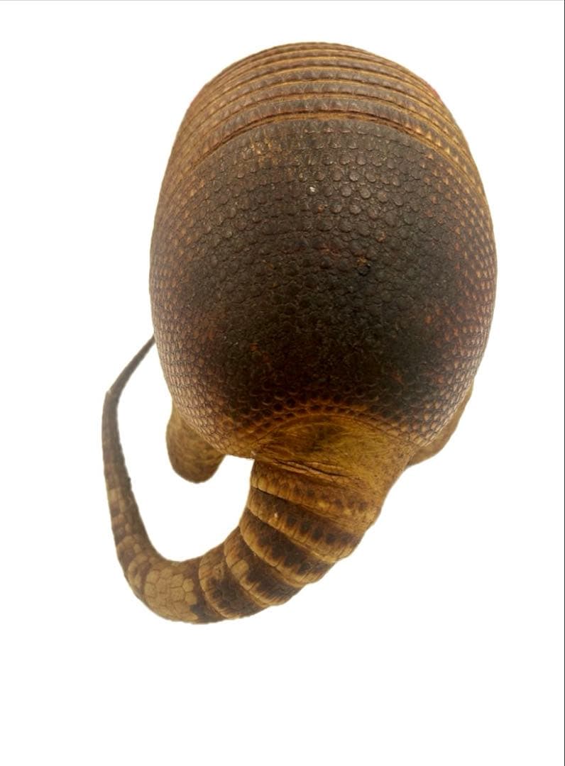 希少！　アルマジロ　剥製　　希少動物　珍品