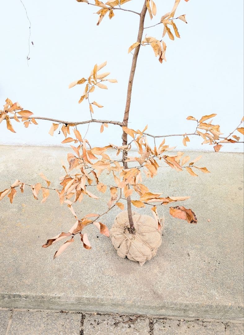 素性良好。山採りヤマコウバシ。