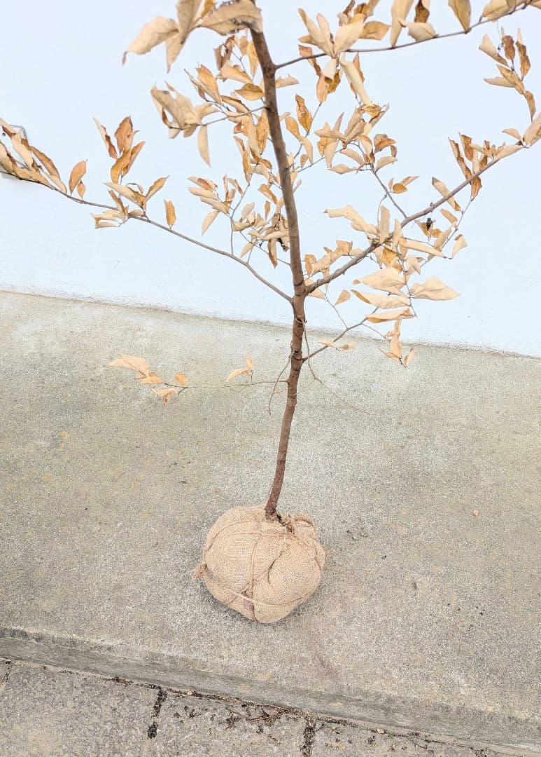 素性良好。山採りヤマコウバシ。