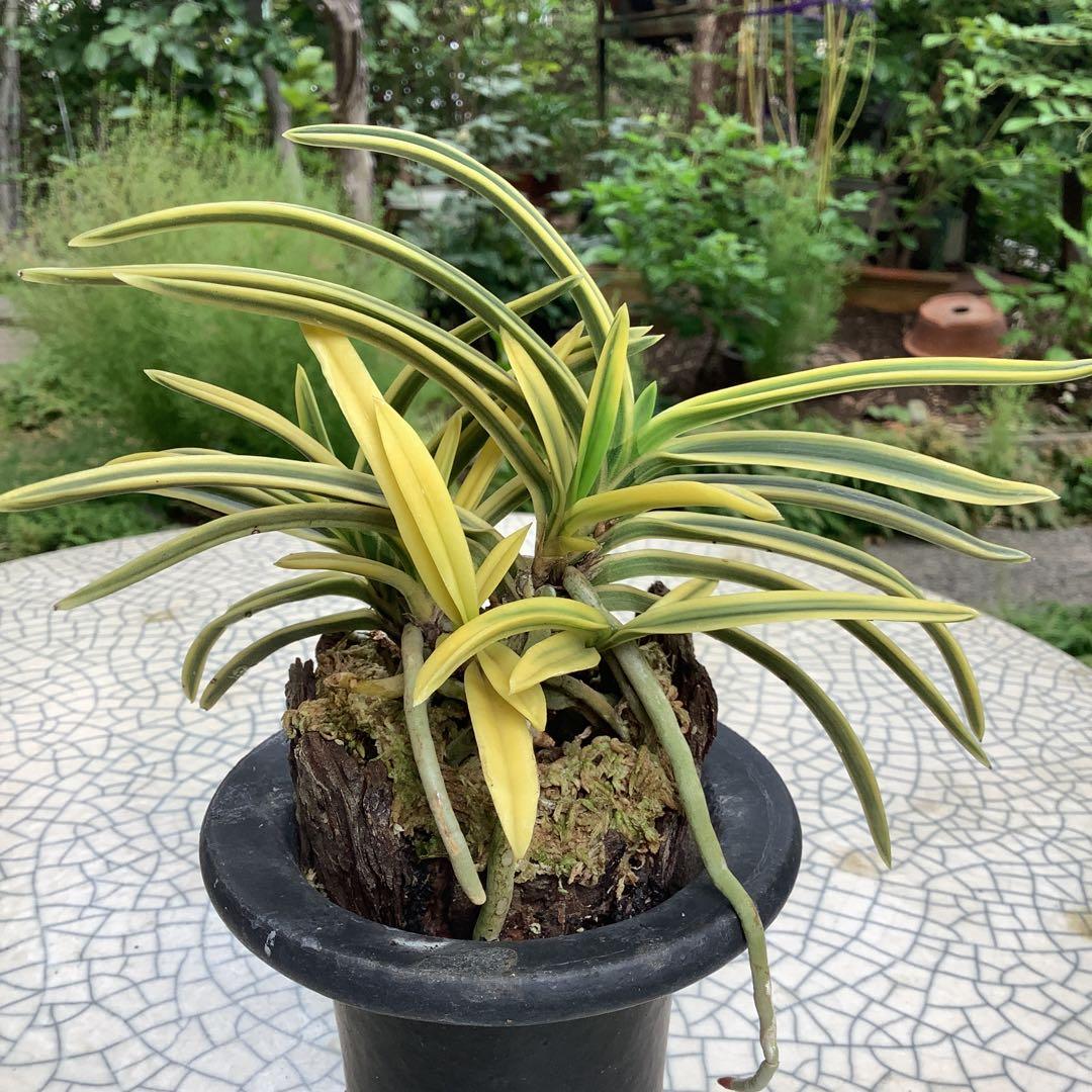 富貴蘭　風蘭　満月