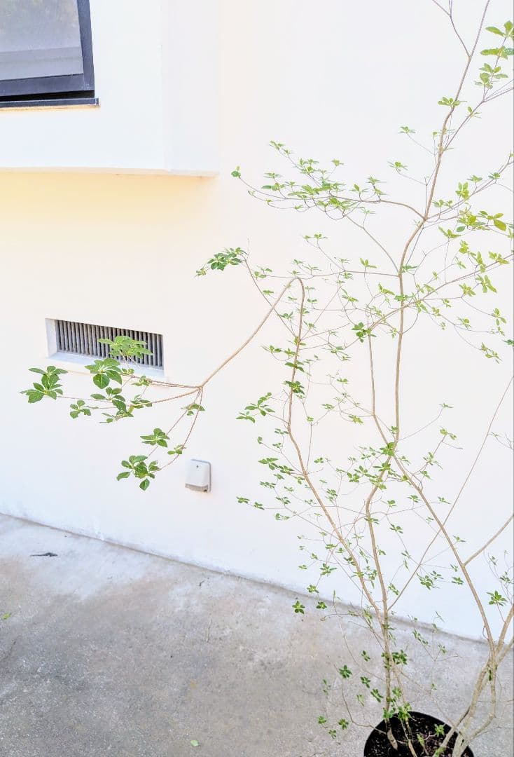 絶品。山採りドウダンツツジ。