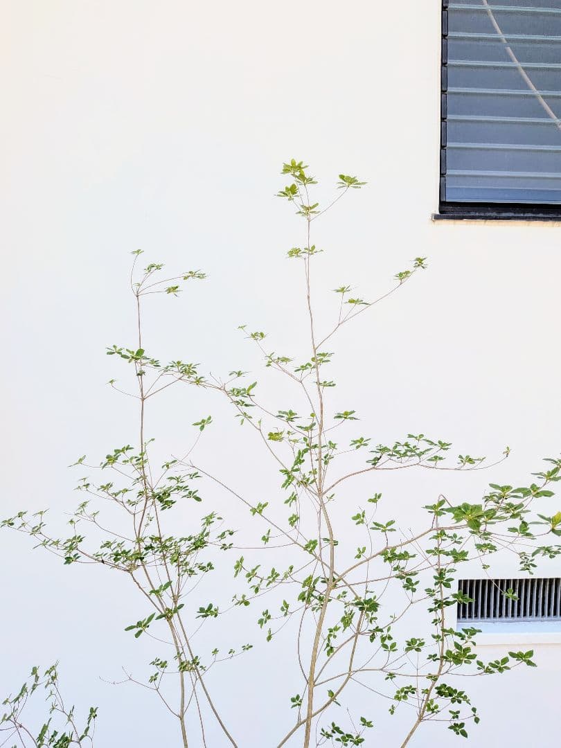 絶品。山採りドウダンツツジ。