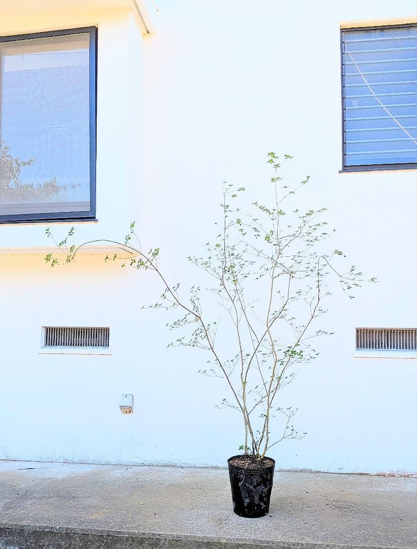 絶品。山採りドウダンツツジ。