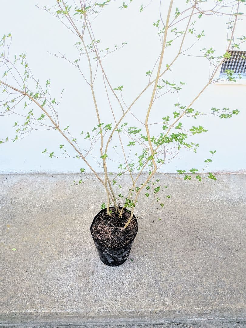 絶品。山採りドウダンツツジ。