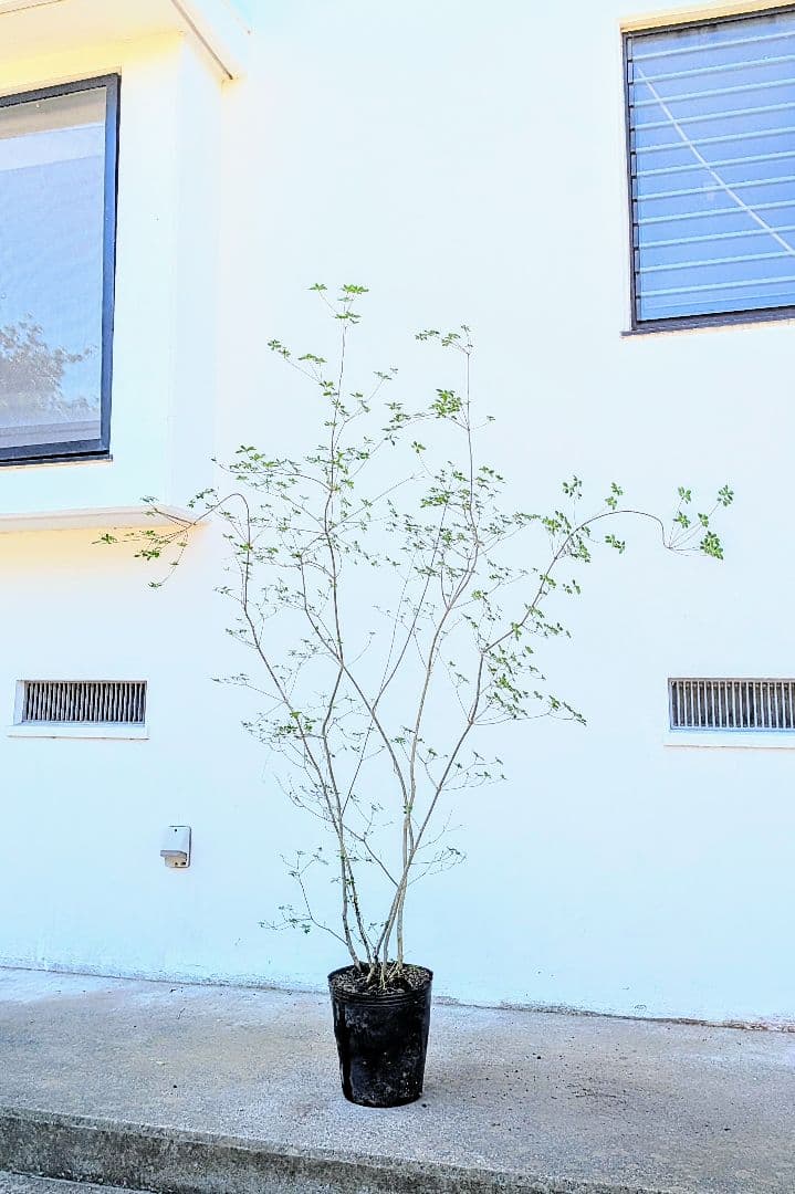 絶品。山採りドウダンツツジ。