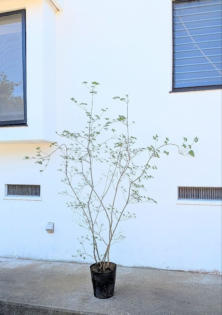 絶品。山採りドウダンツツジ。