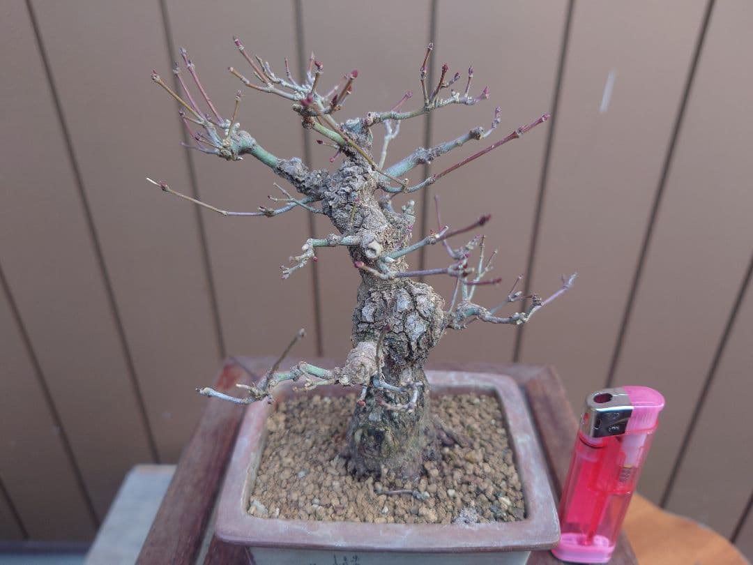 盆栽　荒皮もみじ　樹高14cm