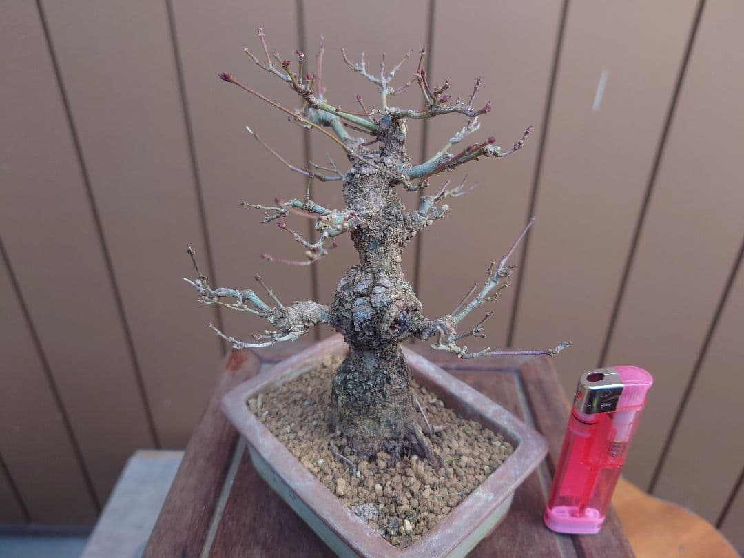 盆栽　荒皮もみじ　樹高14cm